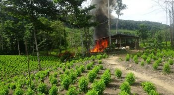 En el Catatumbo hay más de 40 mil hectáreas cultivadas con coca.