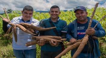 Cultivadores de yuca buscan espacios internacionales para la comercialización del producto. / Foto: Cortesía