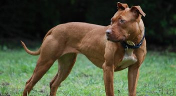 El Pit Bull terrier americano,  es  una raza inteligente, amigable,  no obstante, es catalogada como potencialmente peligrosa.