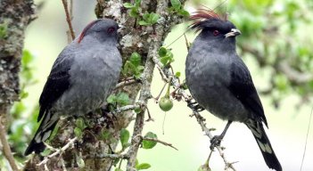 Aves del páramo. 