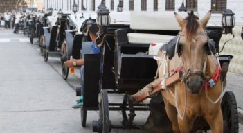CABALLOS CARTAGENA / COLPRENSA 