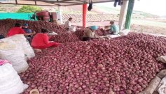 Los cebolleros de la provincia de Ocaña y zona del Catatumbo volverán a insistir al presidente la salvaguardar el producto en tiempo de cosecha.