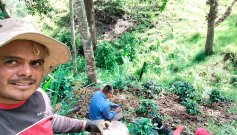 El agricultor Jhon Pabón, de Ragonvalia, en el cultivo./ Foto Cortesía