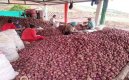 Los cebolleros de la provincia de Ocaña y zona del Catatumbo volverán a insistir al presidente la salvaguardar el producto en tiempo de cosecha.
