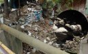 Muerto Caño Pizarro