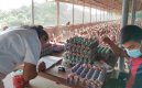 Producción avícola. / Foto Archivo