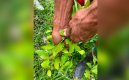 Cultivos de coca. / Foto Archivo