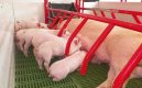 Porcicultores. / Foto: La Opinión