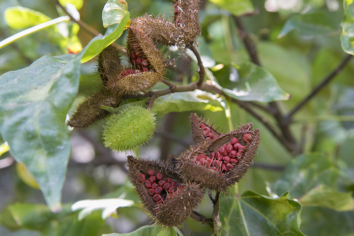 El achiote es una de las especies mas raras que se pueden encontrar en el recorrido.