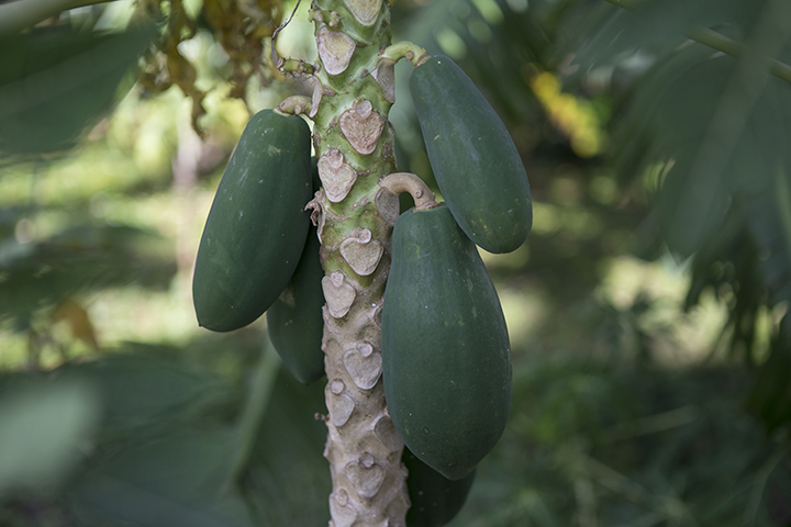 Árbol de papaya.