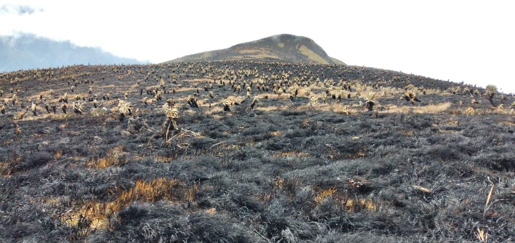 El suelo de páramo se afectó y quedaron destruidos frailejones y otras especies.