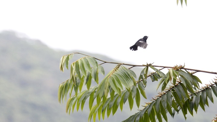 Pajarito arrocerito. / Cortesía/ La Opinión 