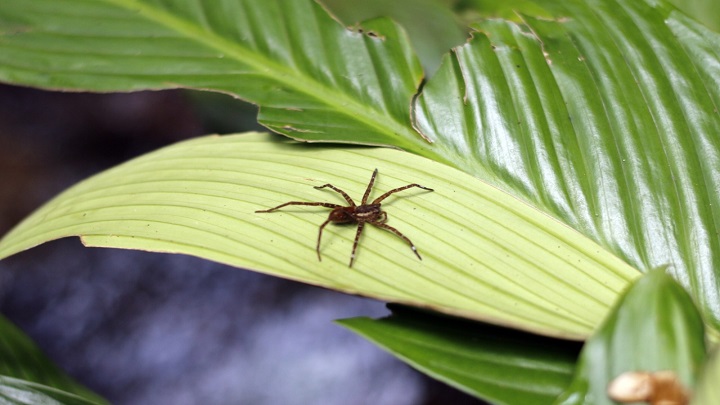 Araña cazadora. 