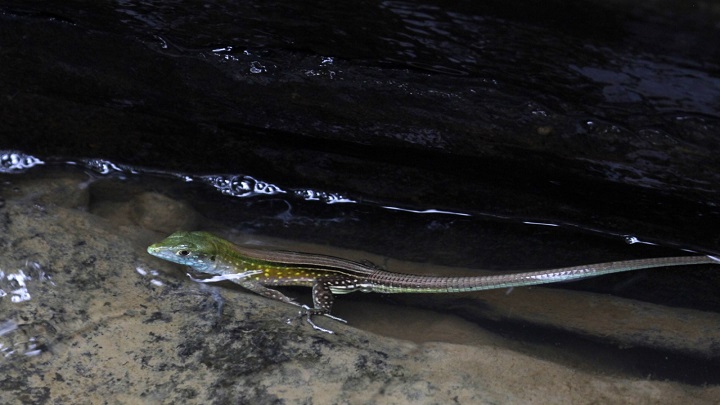 Lagarto de colores. / Cortesía/ La Opinión 