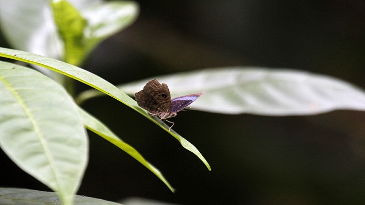 Mariposa montañera del Catatumbo. / Cortesía / La Opinión 