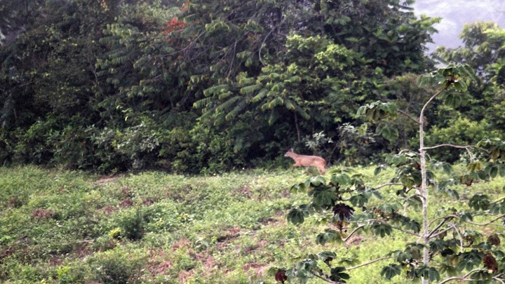 Venado montañero o criollo. / Cortesía/ La Opinión 