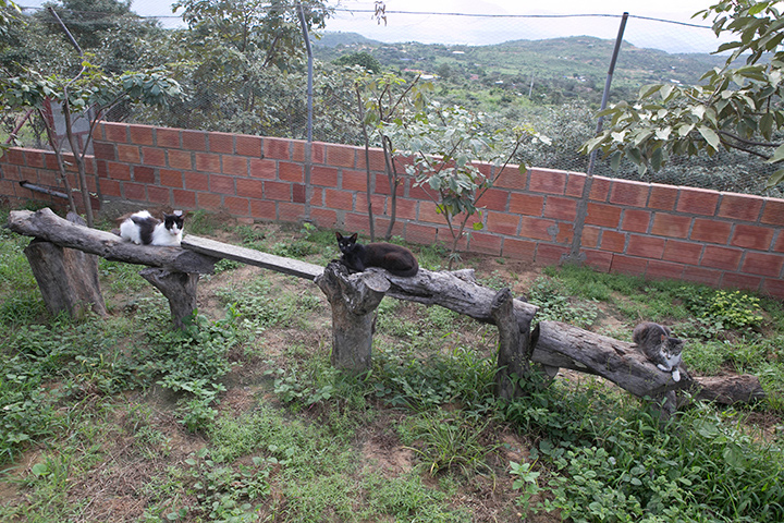 Ligia Torres Picón empezó su iniciativa en su casa, pero cuando no tuvo espacio para tantos animales tomó la decisión de buscar un inmueble más grande. / Foto: Juan Pablo Cohen