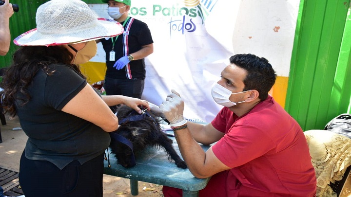 Médicos veterinarios prestarán sus servicios sin ningún costo.