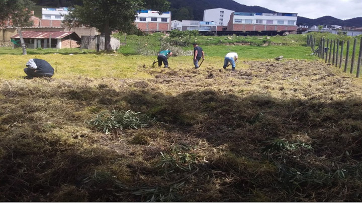 Aplican los conocimientos campesinos.