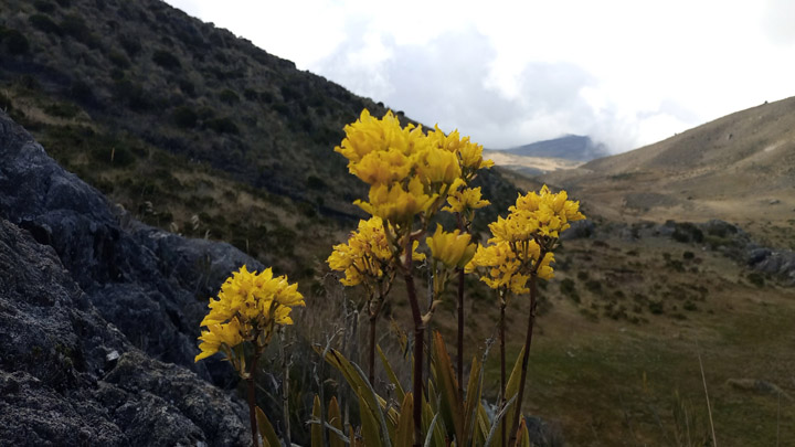 Hay flores de todos los colores y tipos. 