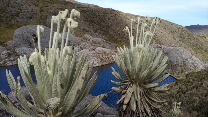 Frailejones floridos en Lagunas Negras.