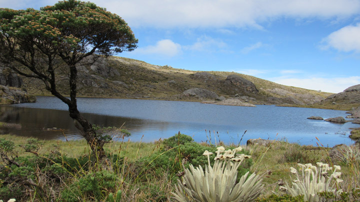 Árbol de romero y al fondo la imponente laguna.