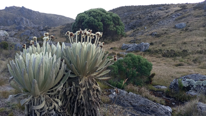 La vegetación es cuidada por los visitantes.