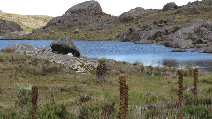 Los frailejones custodian las fuentes hídricas.