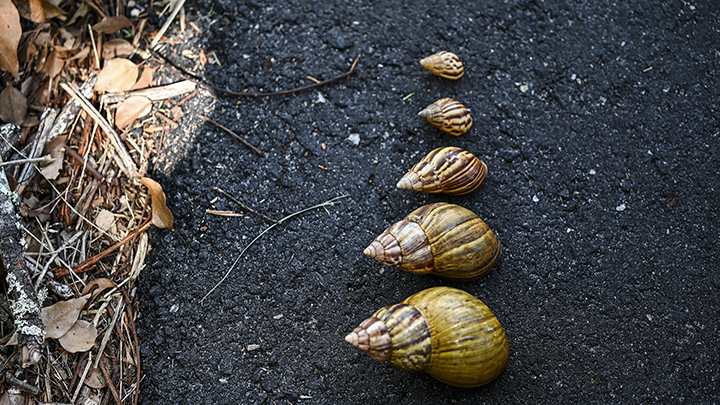 Aquí vemos los tamaños de conchas de caracoles africanos gigantes cerca del campo de inspección en New Port Richey, Florida./Foto: AFP