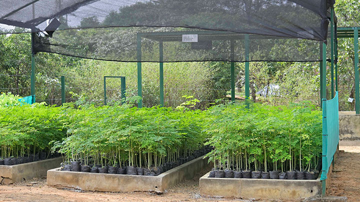 El vivero del área tiene una capacidad para producir entre 30 mil y 40 mil plántulas al año. / Foto: Jorge Iván Gutiérrez