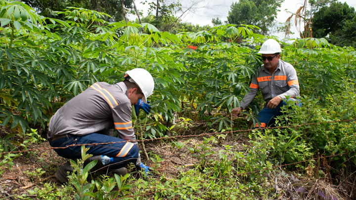 Los cultivos productivos alrededor de las minas sirven también de sustento. (Foto: La Opinión)