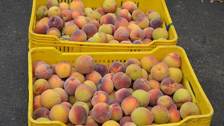 332 cajas de duraznos llegaron a ser vendidos en Los Patios.