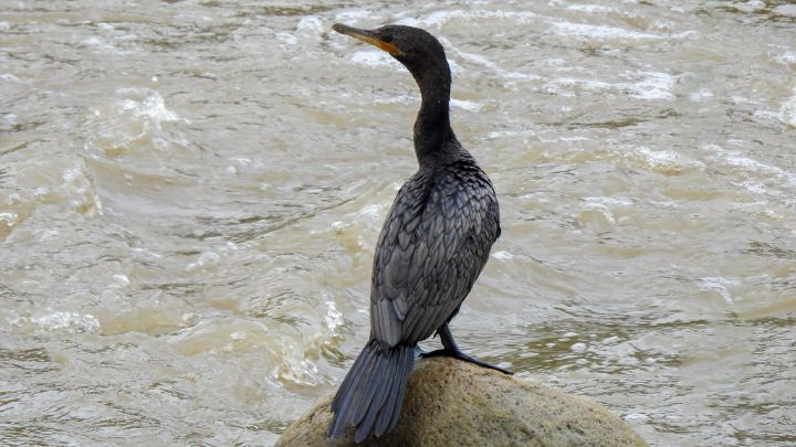 Cormorán Neotropical