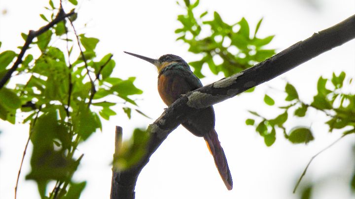 Jacamar Colirufo