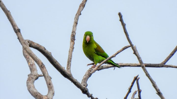 Periquito bronceado