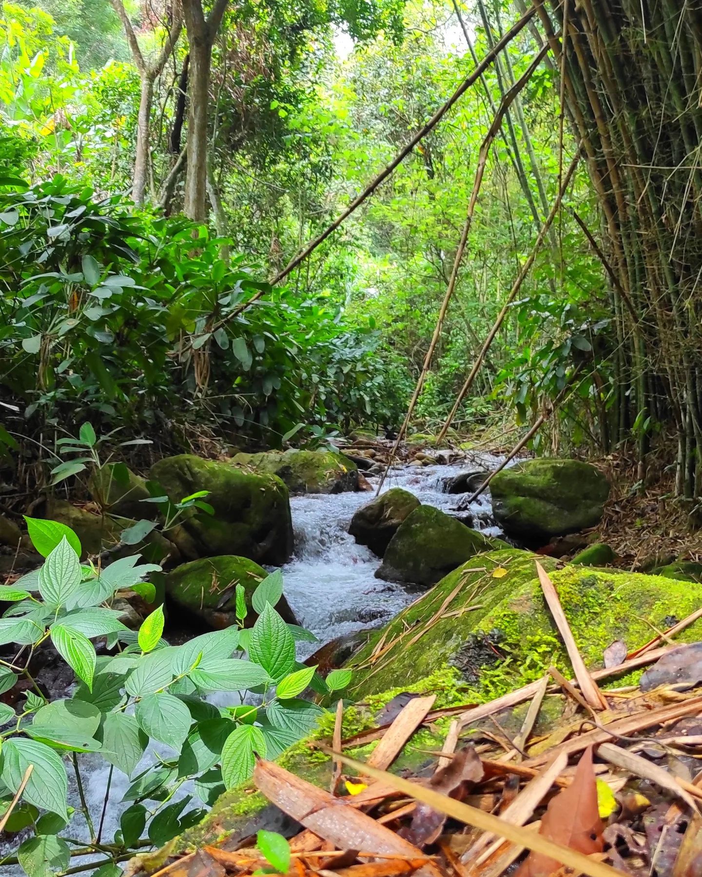 Llegar hasta allá solo requiere de ganas porque el acceso al sendero ecológico es libre./Cortesía. 