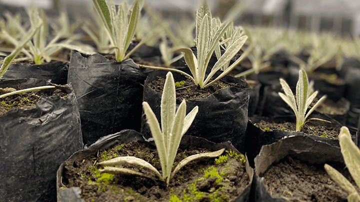 Pequeños brotes de frailejón.