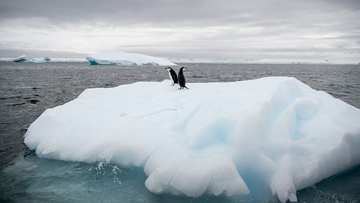 En la Antártida viven 6 especies de pingüinos.