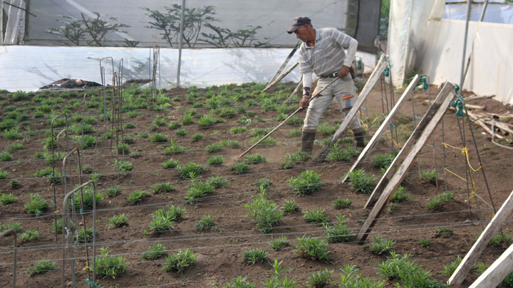 Cultivos de flores en Chitagá/Foto: Carlos Eduardo Ramírez - La Opinión 