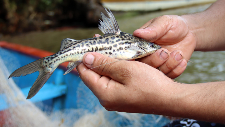 La pesca es empleada por las familias como método de subsistencia, pero también para el ámbito comercial.  