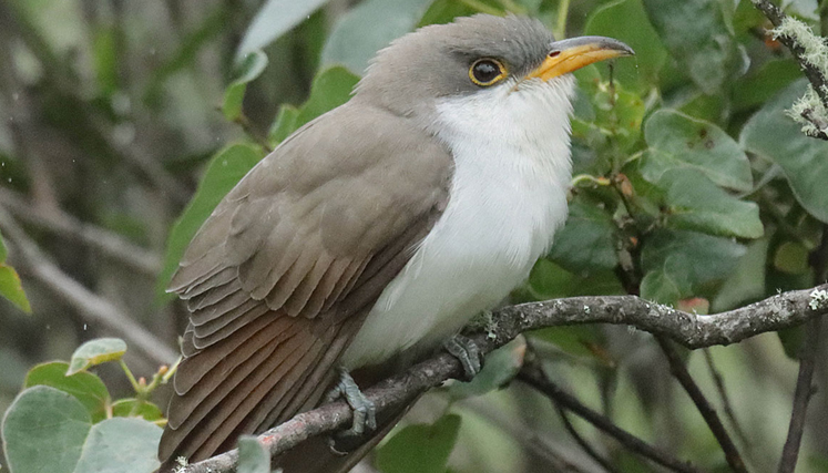 El cuclillo piquigualdo (coccyzus americanus).