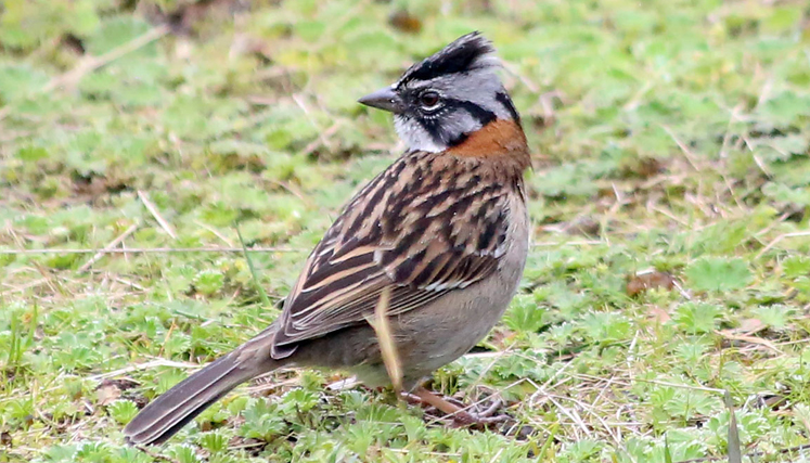 El chingolo común (zonotrichia capensis).