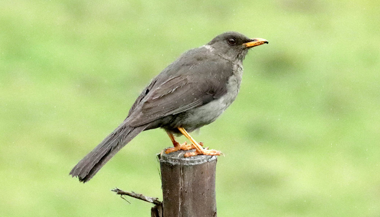 La paraulata morera mirla patinaranja o mirlo(turdus fuscater).