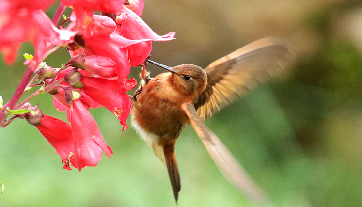 Colibrí cobrizo (aglaeactis cupripennis).