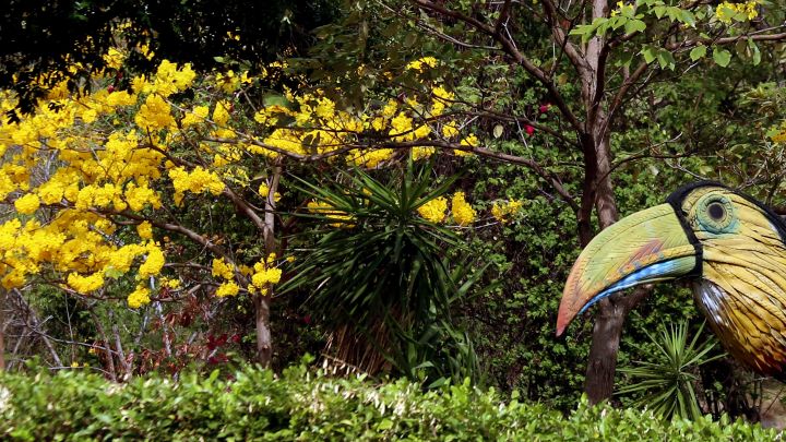 El colorido de estos árboles realza el brillo de la naturaleza/Foto Carlos Ramírez