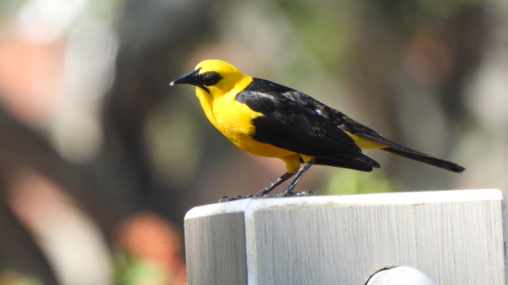 Negro Bolsero (Gymnomystax mexicanus)