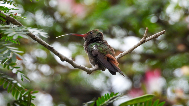 Amazilia Colirrufa (Amazilia tzacatl)
