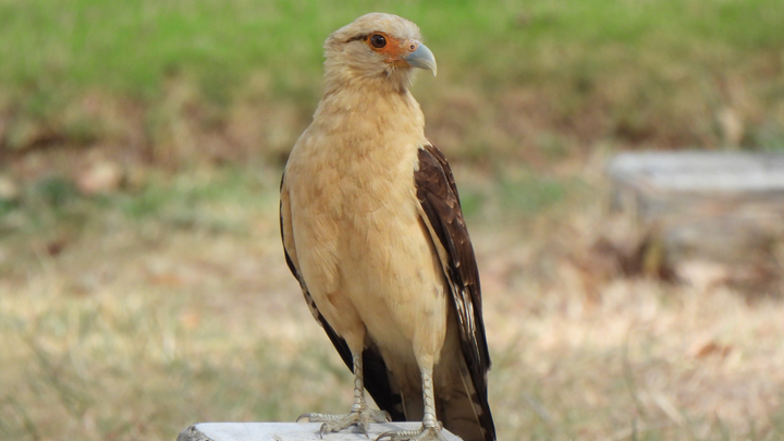 Caracara Bayo (Daptrius chimachima)