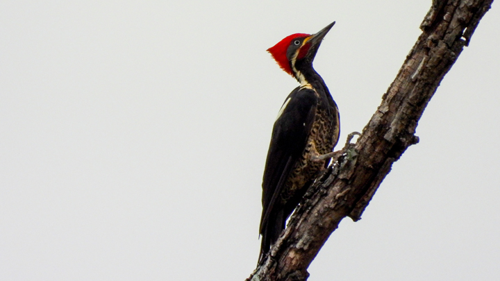 Carpintero Lineado (Dryocopus lineatus)