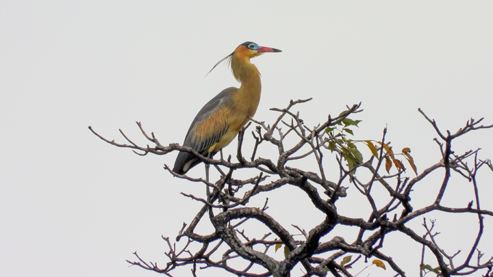 Garza Silbadora (Syrigma sibilatrix)